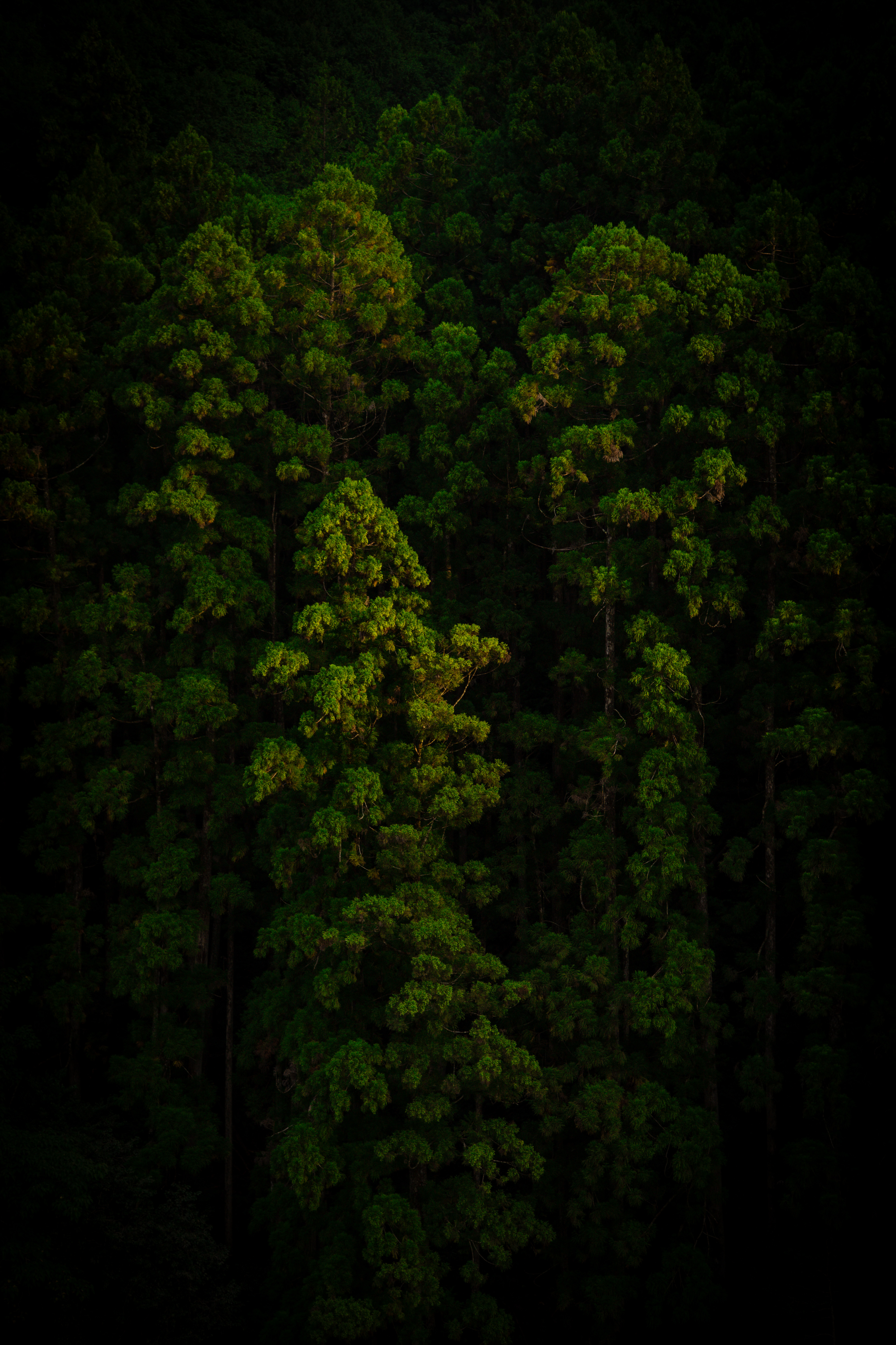 Forest canopy
