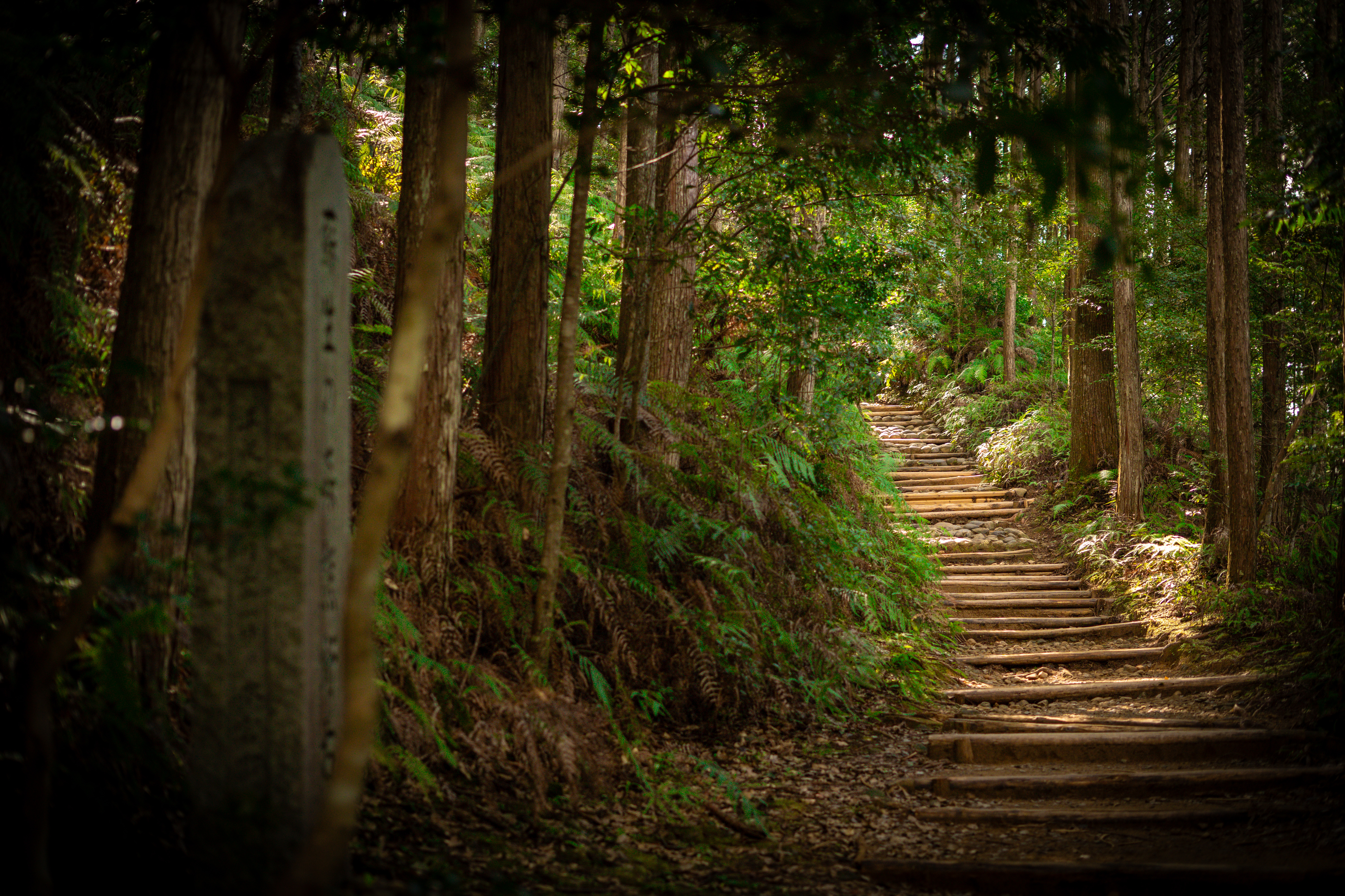Forest stairs